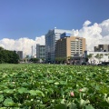 実際訪問したユーザーが直接撮影して投稿した千秋公園公園千秋公園の写真