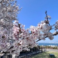 実際訪問したユーザーが直接撮影して投稿した西公園神社光雲神社の写真