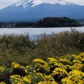 実際訪問したユーザーが直接撮影して投稿した大石花のきれいなスポット大石公園の写真