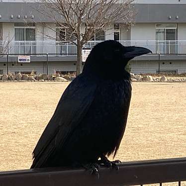 実際訪問したユーザーが直接撮影して投稿した西岡本公園住吉川東緑地の写真