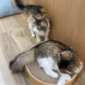 実際訪問したユーザーが直接撮影して投稿した白鳥町カフェCat Cafe MOFF イオンモール豊川店の写真