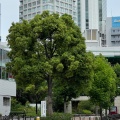 実際訪問したユーザーが直接撮影して投稿した梅田公園西梅田公園の写真