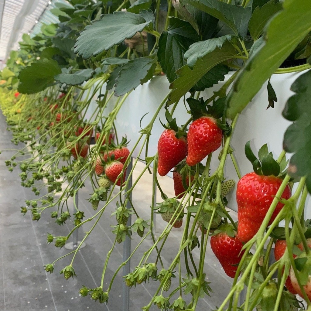 実際訪問したユーザーが直接撮影して投稿した恩智北町いちご狩りGrand Berryの写真