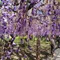 実際訪問したユーザーが直接撮影して投稿した河内植物園 / 樹木園河内藤園の写真