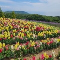 実際訪問したユーザーが直接撮影して投稿した楠本植物園 / 樹木園兵庫県立公園 あわじ花さじきの写真