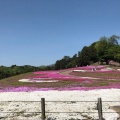 実際訪問したユーザーが直接撮影して投稿した箕郷町松之沢公園みさと芝桜公園の写真