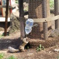 実際訪問したユーザーが直接撮影して投稿した薬師台動物園町田リス園の写真