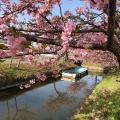 実際訪問したユーザーが直接撮影して投稿した笠松町公園笠松河津桜ロードの写真