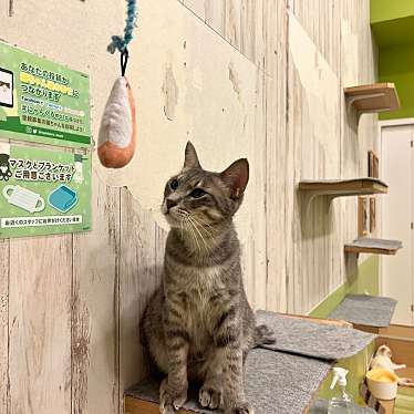 猫カフェ にゃんくる mozo店のundefinedに実際訪問訪問したユーザーunknownさんが新しく投稿した新着口コミの写真