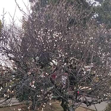 実際訪問したユーザーが直接撮影して投稿した滝宮桜の名所滝宮天満宮の梅の写真