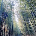 実際訪問したユーザーが直接撮影して投稿した山 / 峠嵐山の写真