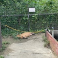 実際訪問したユーザーが直接撮影して投稿した山小川動物園アニマルワンダーリゾウト 市原ぞうの国の写真