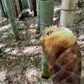 実際訪問したユーザーが直接撮影して投稿した桧木定食屋白浜食堂の写真