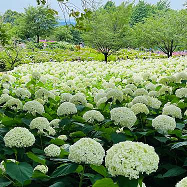 相模原北公園 アジサイ園のundefinedに実際訪問訪問したユーザーunknownさんが新しく投稿した新着口コミの写真