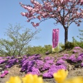 実際訪問したユーザーが直接撮影して投稿した大森花のきれいなスポット立谷川の芝桜の写真