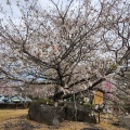 実際訪問したユーザーが直接撮影して投稿した国分寺自然名所天平の丘公園 石割桜の写真