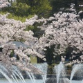 実際訪問したユーザーが直接撮影して投稿した開成公園開成山公園の写真