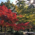 実際訪問したユーザーが直接撮影して投稿した外五曲町公園鈴の森公園の写真