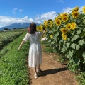 実際訪問したユーザーが直接撮影して投稿した明野町浅尾花のきれいなスポット明野のひまわり畑の写真