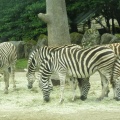 実際訪問したユーザーが直接撮影して投稿した須山動物園富士サファリパークの写真