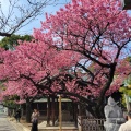 実際訪問したユーザーが直接撮影して投稿した北品川神社荏原神社の写真