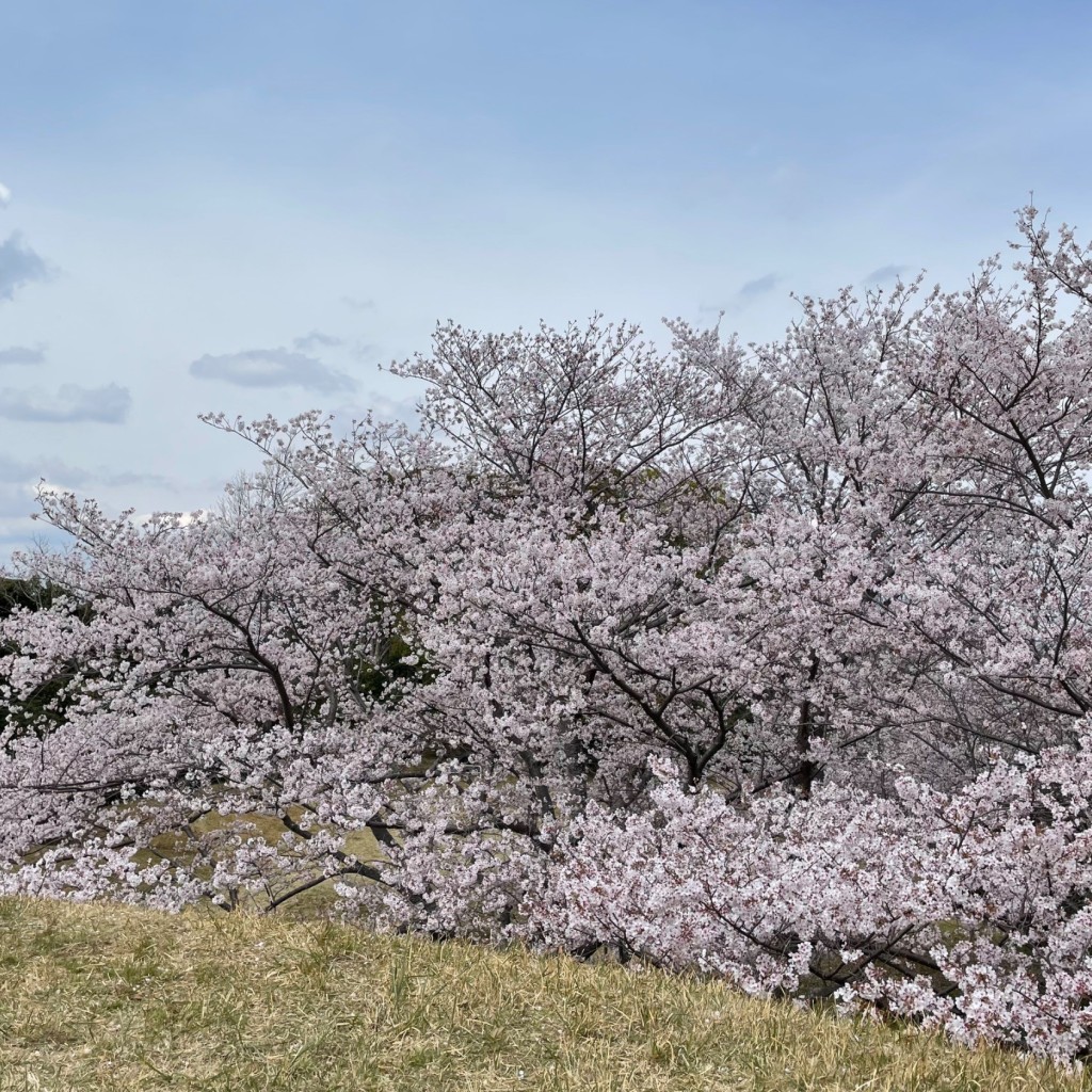 実際訪問したユーザーが直接撮影して投稿した国府台公園京見塚公園の写真