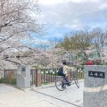 実際訪問したユーザーが直接撮影して投稿した河川山崎川の写真