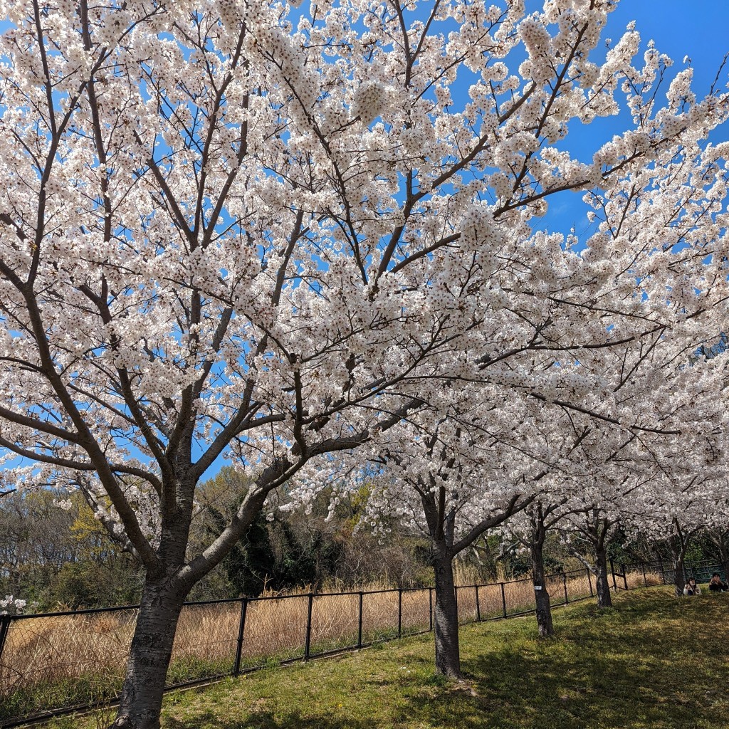 実際訪問したユーザーが直接撮影して投稿した国分寺町国分公園如意輪寺公園の写真