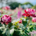 実際訪問したユーザーが直接撮影して投稿した舘山寺町植物園 / 樹木園はままつフラワーパークの写真