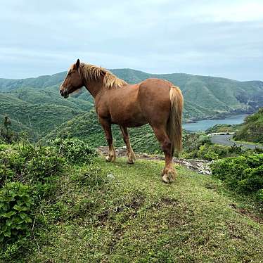 実際訪問したユーザーが直接撮影して投稿した浦郷海岸 / 岬摩天崖の写真