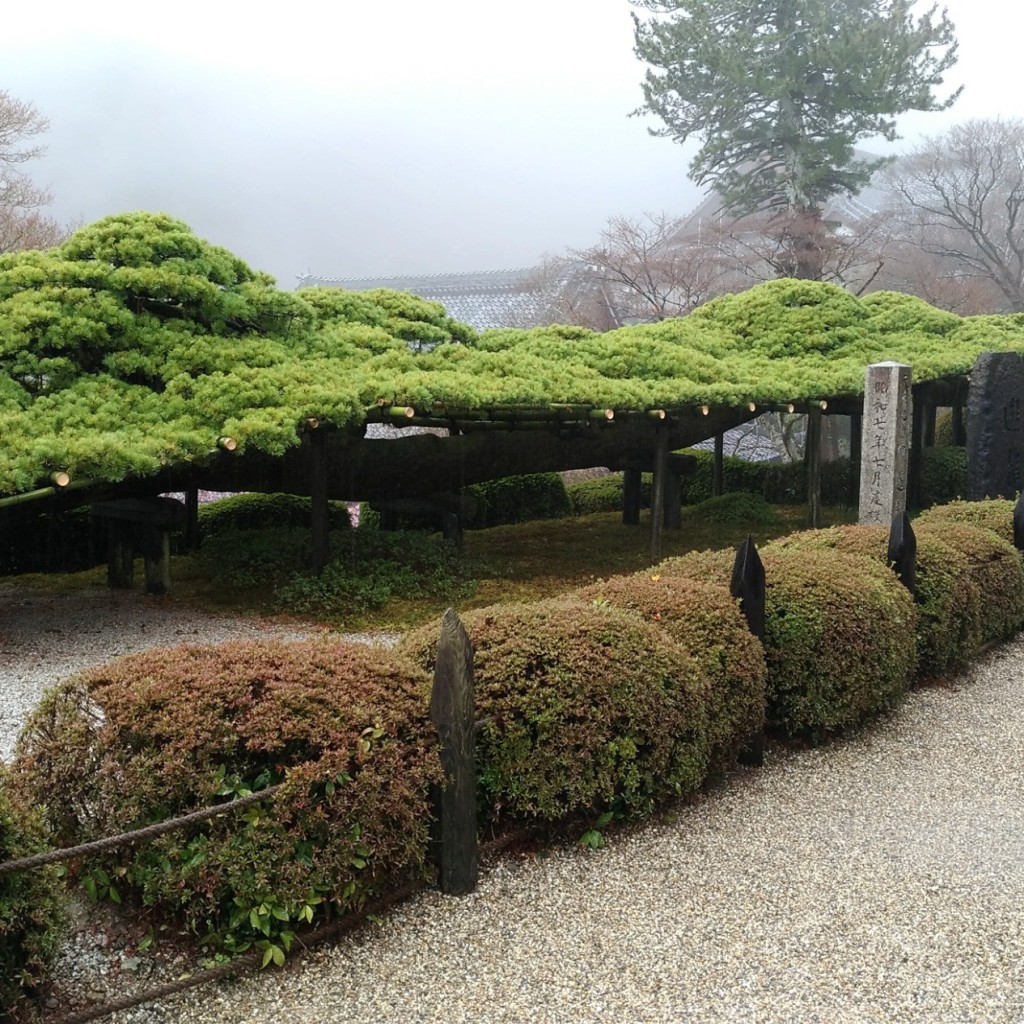 実際訪問したユーザーが直接撮影して投稿した名木善峰寺の遊竜松の写真