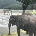 実際訪問したユーザーが直接撮影して投稿した須山動物園富士サファリパークの写真