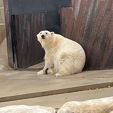 上野動物園のundefinedに実際訪問訪問したユーザーunknownさんが新しく投稿した新着口コミの写真