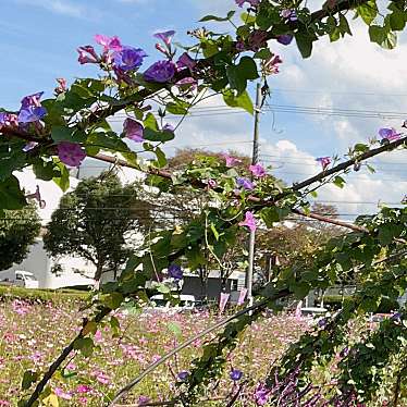 実際訪問したユーザーが直接撮影して投稿した吉川町穴川植物園 / 樹木園京都丹波/亀岡夢コスモス園の写真