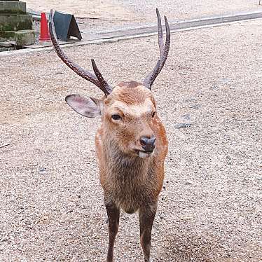 奈良公園のundefinedに実際訪問訪問したユーザーunknownさんが新しく投稿した新着口コミの写真