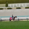 実際訪問したユーザーが直接撮影して投稿した駒の町競馬場阪神競馬場の写真