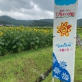 実際訪問したユーザーが直接撮影して投稿した林崎桜の名所南光ひまわり畑の写真