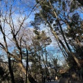 実際訪問したユーザーが直接撮影して投稿した高尾町ウォーキング / トレッキングコース高尾山自然研究路の写真
