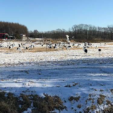 実際訪問したユーザーが直接撮影して投稿した下雪裡生息地 / 群生地・飛来地鶴見台の写真