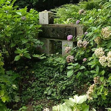 実際訪問したユーザーが直接撮影して投稿した平井町花のきれいなスポット太平山のあじさいの写真