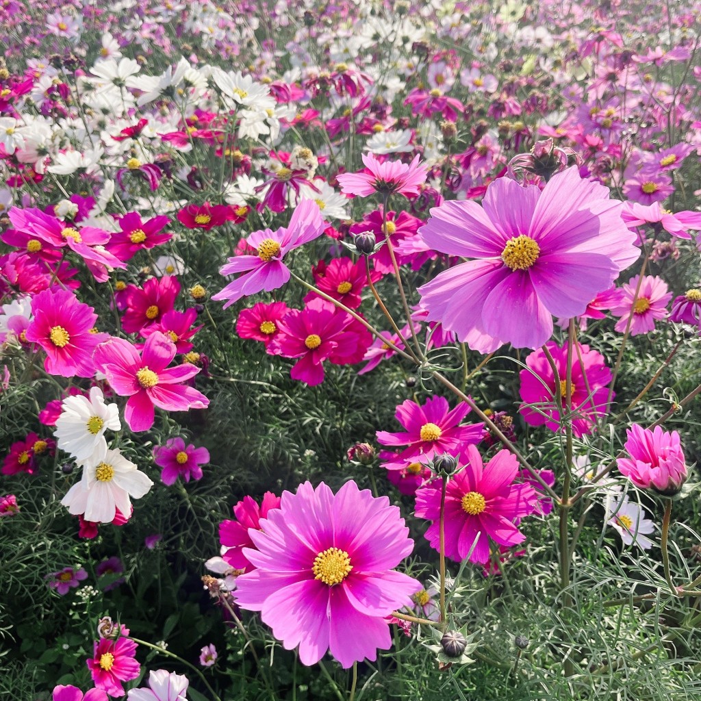 きにゃこもちさんが投稿した楠本植物園 / 樹木園のお店兵庫県立公園 あわじ花さじき/ひょうごけんりつこうえん あわじはなさじきの写真