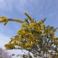 実際訪問したユーザーが直接撮影して投稿した大島公園大島小松川公園の写真