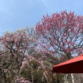 実際訪問したユーザーが直接撮影して投稿した酒折植物園 / 樹木園不老園の写真