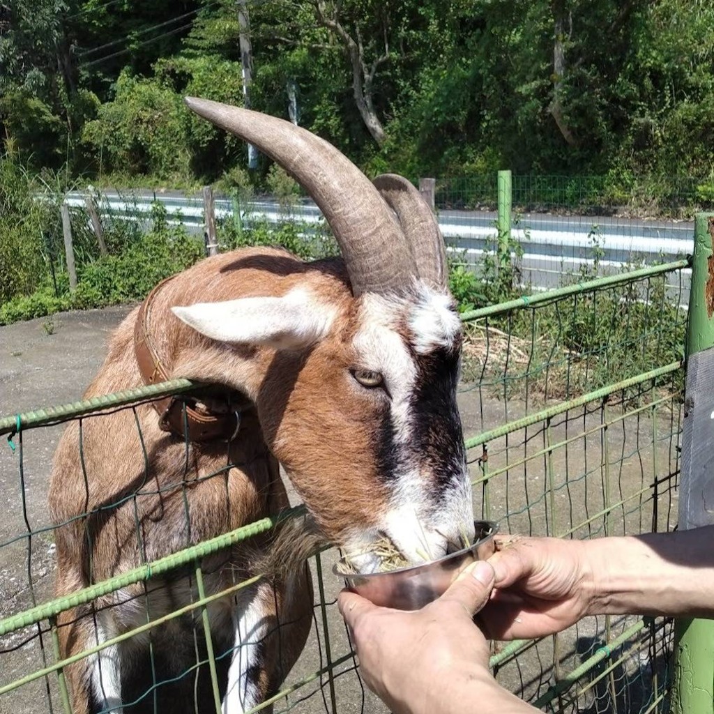 実際訪問したユーザーが直接撮影して投稿した山宮カフェやぎの木登りガーデンカフェの写真