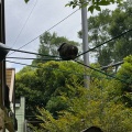 実際訪問したユーザーが直接撮影して投稿した昭和町動物園大牟田市動物園の写真