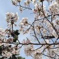 実際訪問したユーザーが直接撮影して投稿した浜寺公園町公園浜寺公園の写真