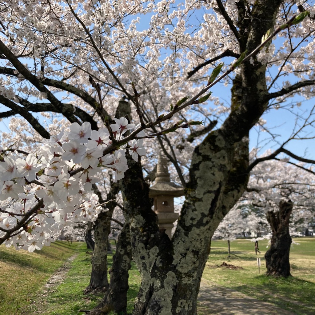 YUN722さんが投稿した御山町公園のお店悠久山公園/ユウキュウザンコウエンの写真