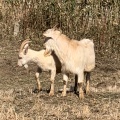 実際訪問したユーザーが直接撮影して投稿した福富町上竹仁ケーキ上ノ原チーズケーキの写真