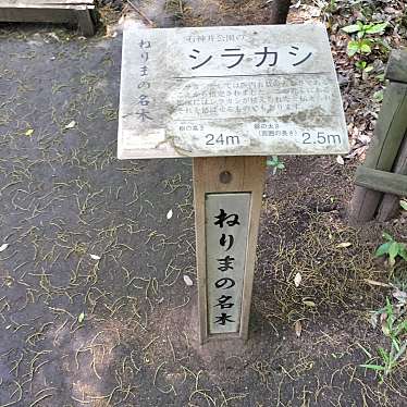 ねりまの名木 石神井公園のシラカシのundefinedに実際訪問訪問したユーザーunknownさんが新しく投稿した新着口コミの写真