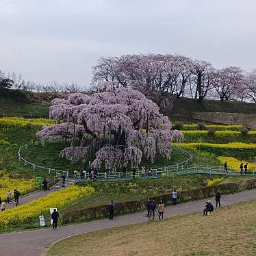 三春滝桜のundefinedに実際訪問訪問したユーザーunknownさんが新しく投稿した新着口コミの写真